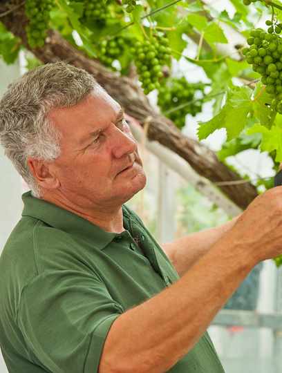 Head Gardener pruning grape vine Head Gardener pruning grape vine