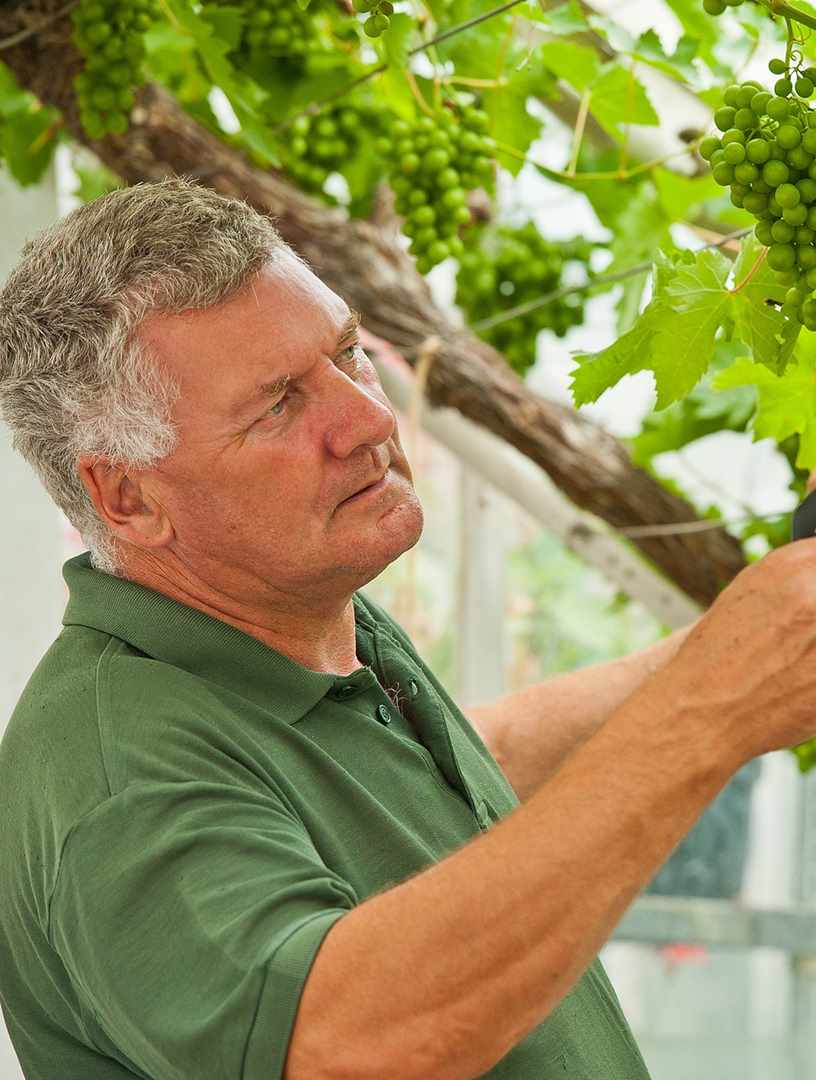 Head Gardener pruning grape vine Head Gardener pruning grape vine