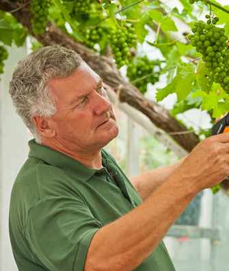 Head Gardener pruning grape vine