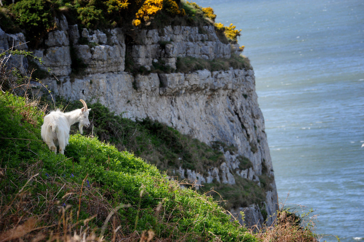 Goat on the Great Orme, Llandudno in North Wales