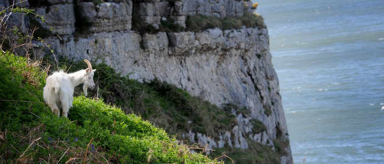 Goat on the Great Orme, Llandudno in North Wales