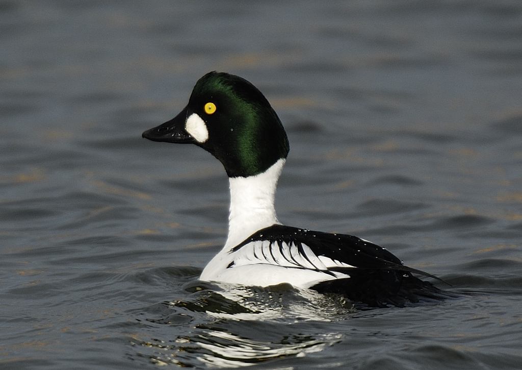 RSPB Goldeneye Conwy (Dave Williams)