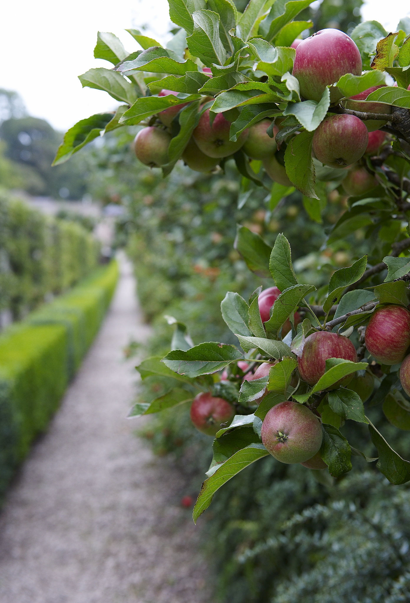 Autumn apples in garden at Bodysgallen Hall