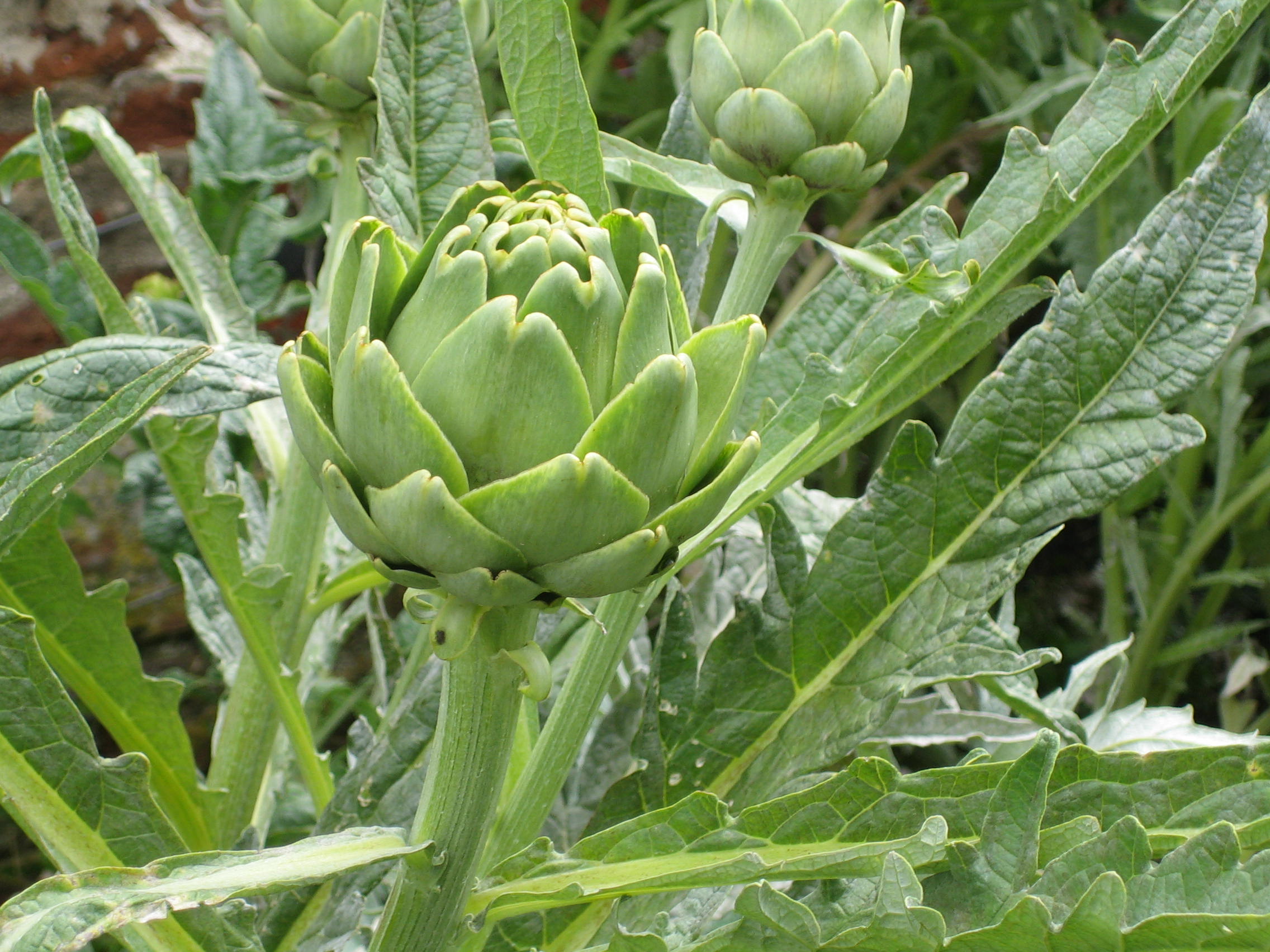 Artichokes in garden at Bodysgallen Hall